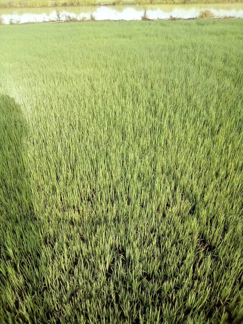 damarysmp94's tweet photo. Inspección al arroz de semilla del productor Miguel Ortiz Cid de la CPA Evelio Valenzuela del cultivar IA Cuba-42 Selección 2, categoría  Certifica 1 con un área de 10 ha.
@CarlosLuisNara4 
@Matanzas_Minag 
#AgriculturaMatanzas https://t.co/3pxlmHBx2O