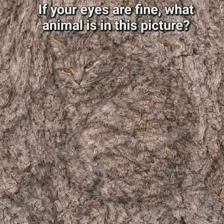 Claralkpz's tweet photo. If your eyes are fine, what animal is in this picture? https://t.co/XtuLdIeGyj