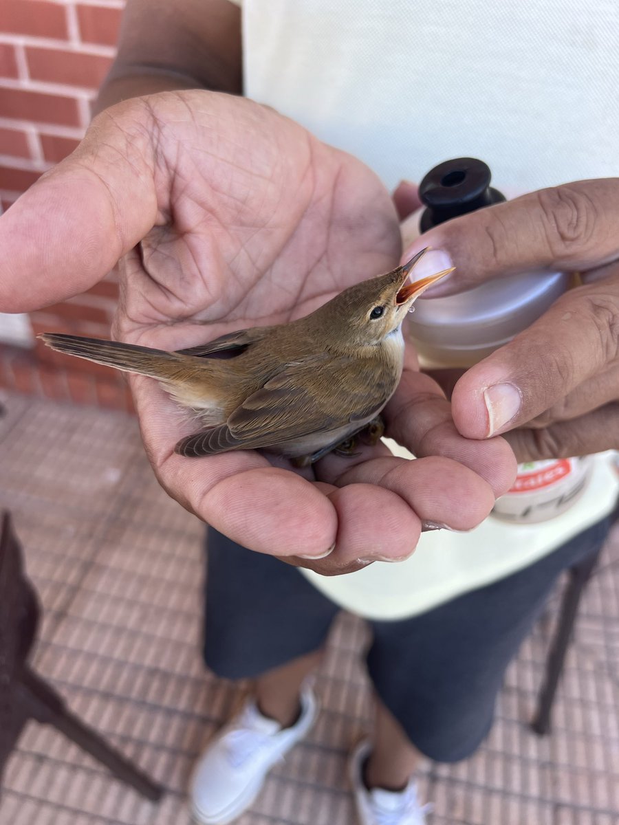 LLSSerrano's tweet photo. @SEO_BirdLife @GVA112 hi ha una cría de carricero? en la estació de tren de Dénia.
Que fem? https://t.co/zjXrvcayt4