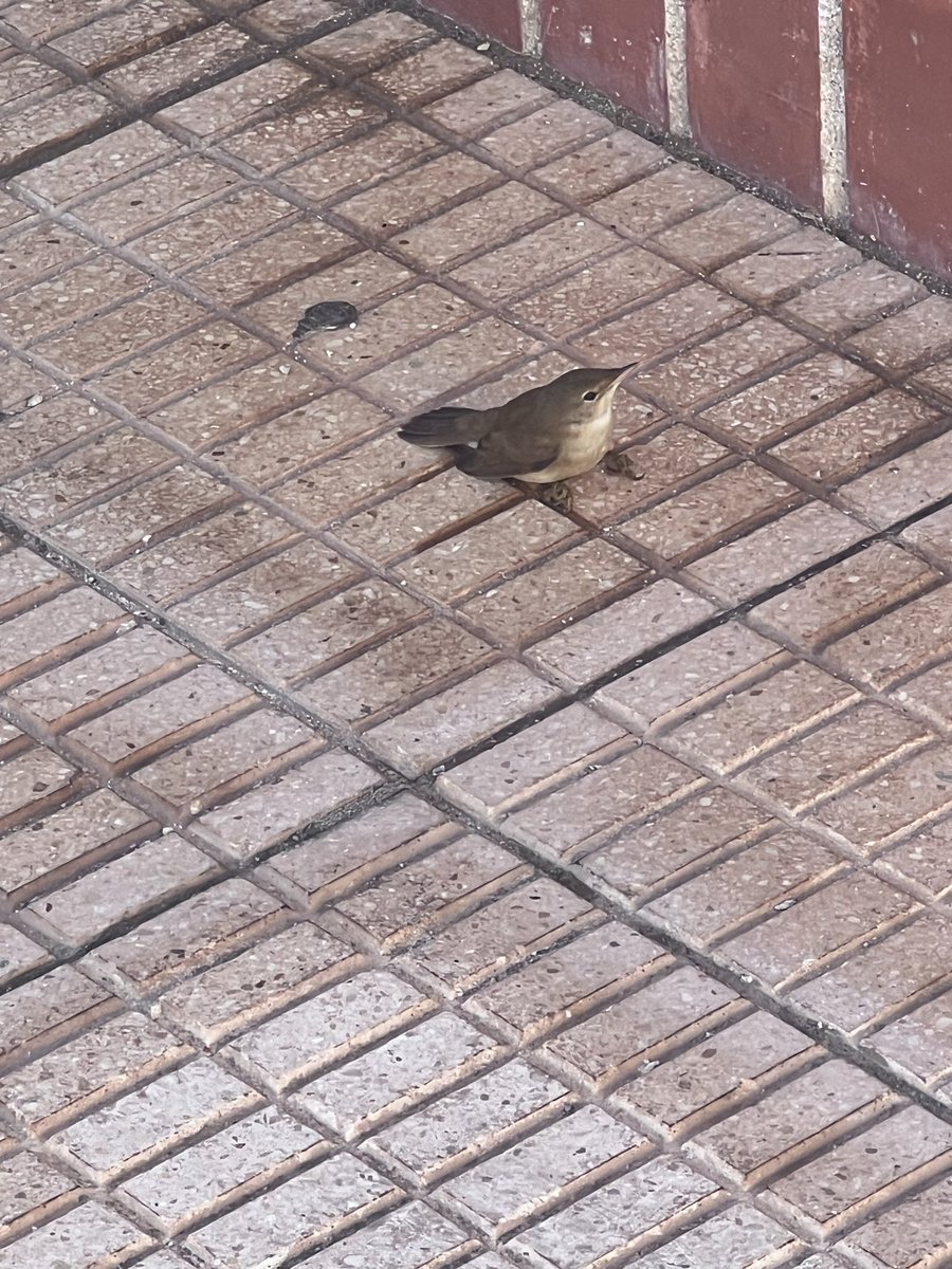 LLSSerrano's tweet photo. @SEO_BirdLife @GVA112 hi ha una cría de carricero? en la estació de tren de Dénia.
Que fem? https://t.co/zjXrvcayt4
