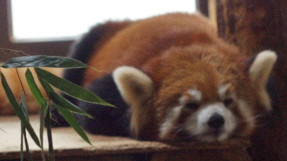 hosss_77's tweet photo. 睡いよお(_ _).oO

#茶臼山動物園 https://t.co/PWs55yVWkA