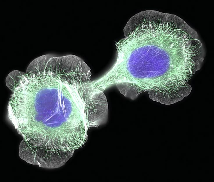 NightSkyToday's tweet photo. NEWS🚨: Scientists have successfully engineered bacteria that can eat cancer from the inside out. https://t.co/NVNNsmJCJm