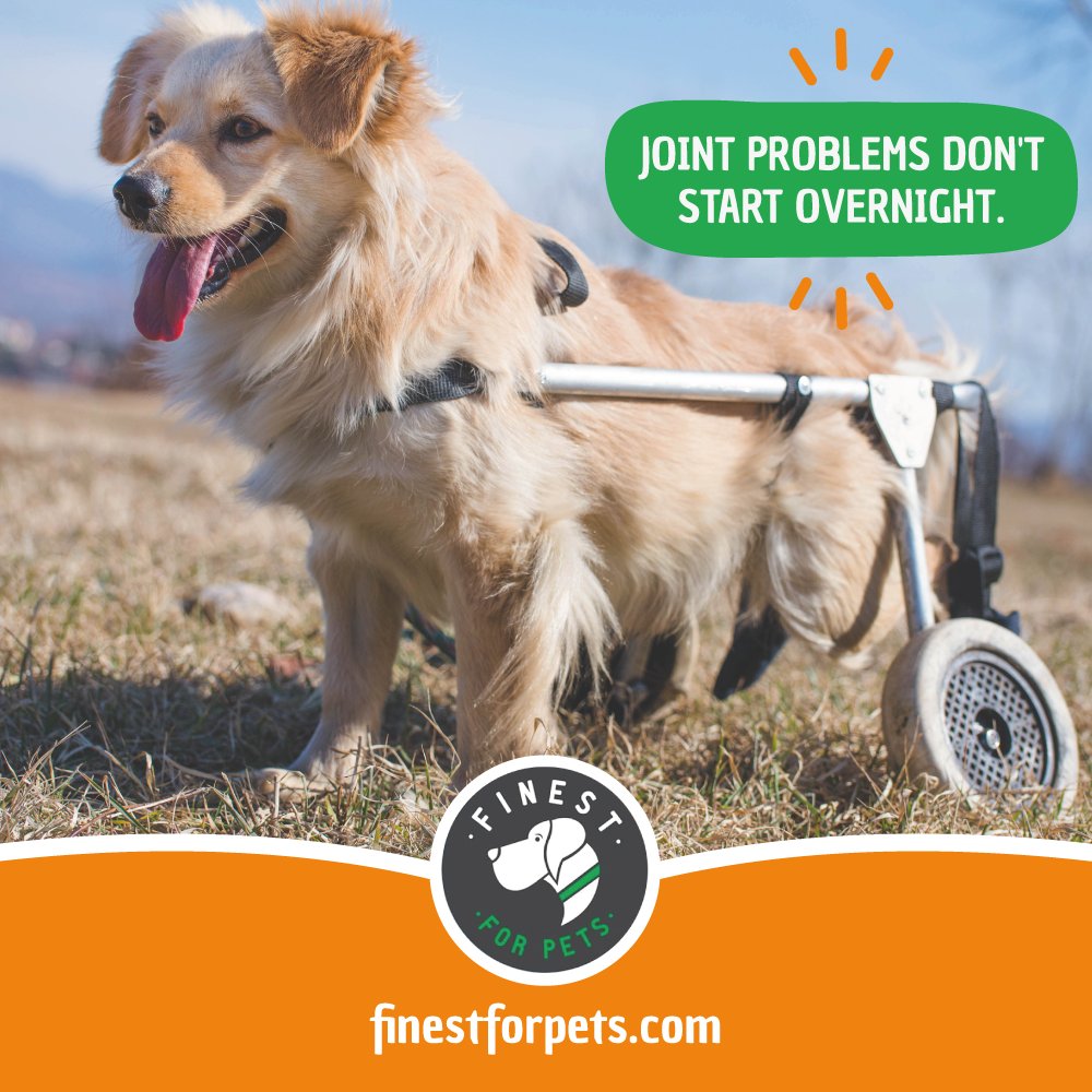 FinestForPets's tweet photo. Joint health is influenced by more than age. Support mobility with Rejenease.

#Rejenease #JointSupport #DogHealth https://t.co/XpR2TqKUdt