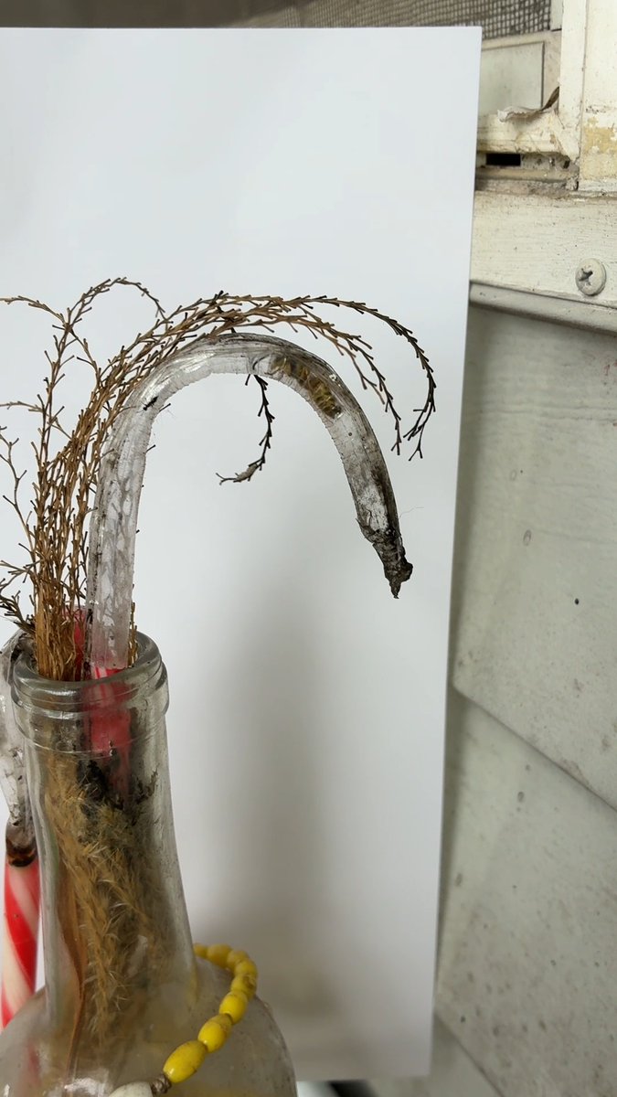 A close-up of a dried, curved plant stem arching out of a glass bottle filled with other dried botanicals, set against a white background board.