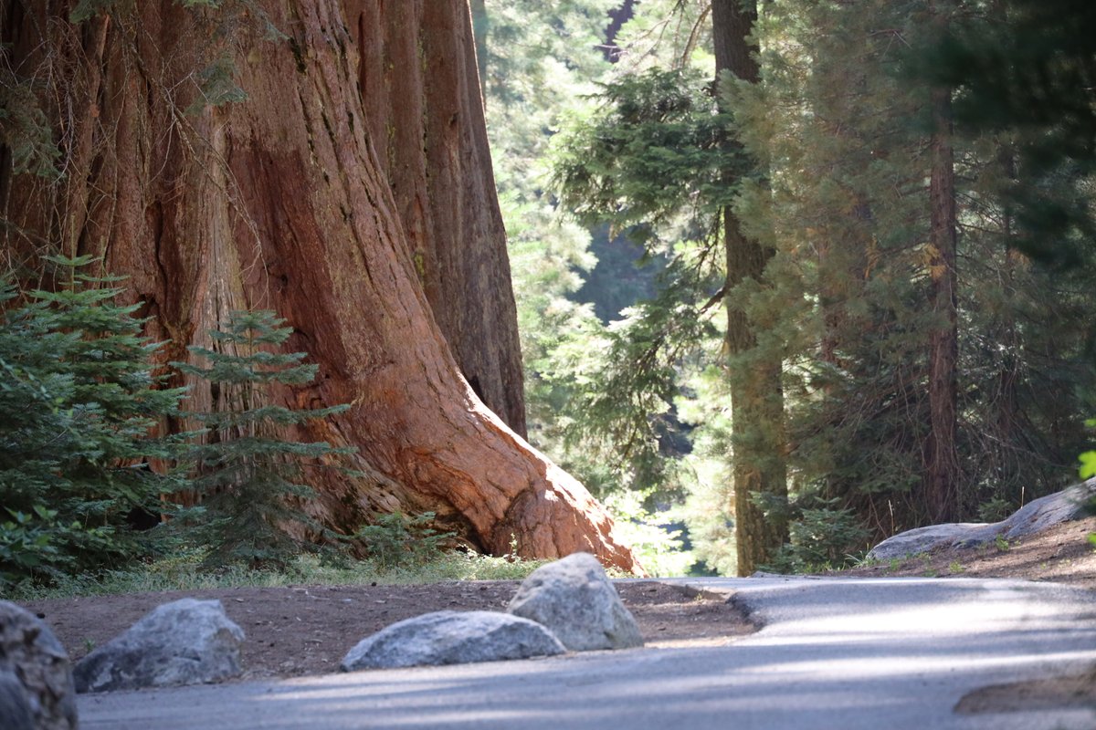 SequoiaKingsNPS's tweet photo. Happy Birthday to America's Second National Park!

On September 25th, 1890, President Benjamin Harrison signed legislation establishing the second national park in America – Sequoia National Park. Created to protect giant sequoia trees from logging, this national park was the first formed specifically to protect a living organism.

Sequoia trees are an icon of resilience and community, bringing visitors together from across the world to marvel at their size, age, and beauty. 

NPS photos