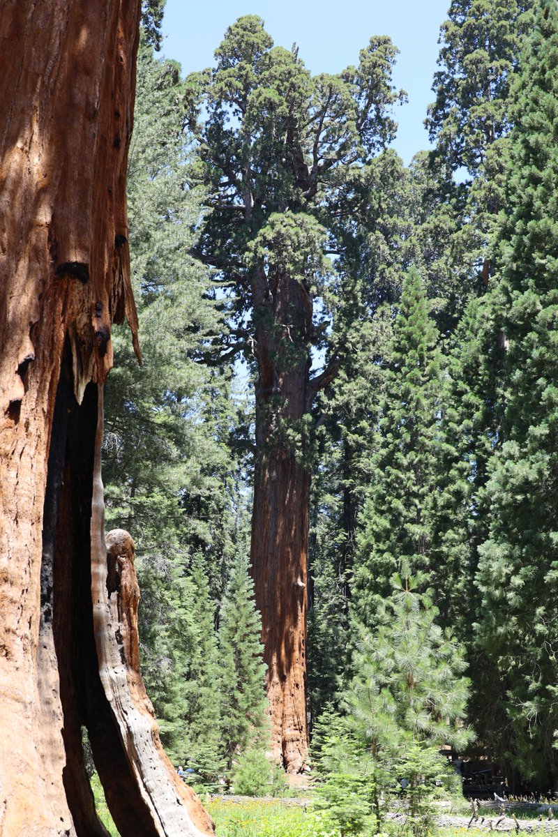 SequoiaKingsNPS's tweet photo. Happy Birthday to America's Second National Park!

On September 25th, 1890, President Benjamin Harrison signed legislation establishing the second national park in America – Sequoia National Park. Created to protect giant sequoia trees from logging, this national park was the first formed specifically to protect a living organism.

Sequoia trees are an icon of resilience and community, bringing visitors together from across the world to marvel at their size, age, and beauty. 

NPS photos