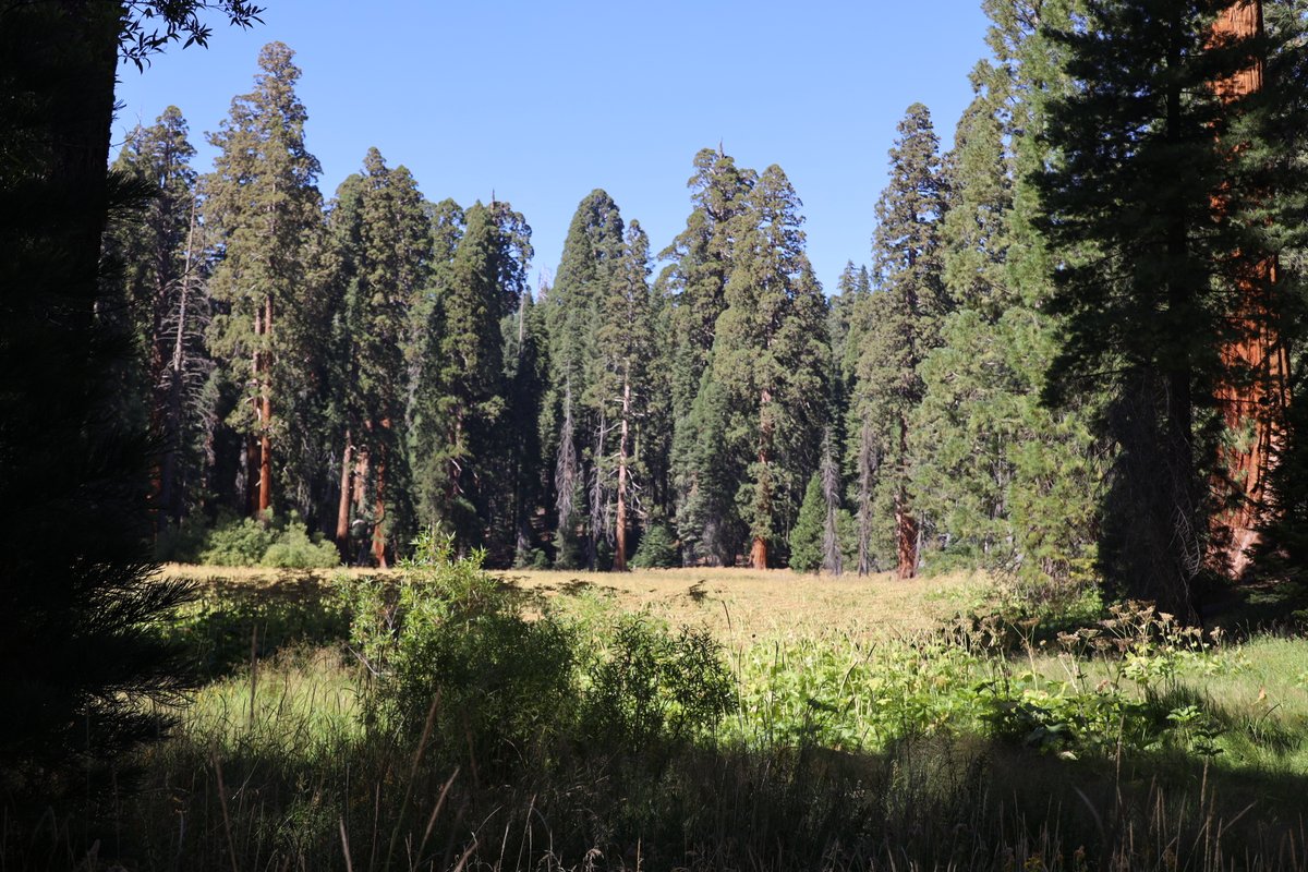 SequoiaKingsNPS's tweet photo. Happy Birthday to America's Second National Park!

On September 25th, 1890, President Benjamin Harrison signed legislation establishing the second national park in America – Sequoia National Park. Created to protect giant sequoia trees from logging, this national park was the first formed specifically to protect a living organism.

Sequoia trees are an icon of resilience and community, bringing visitors together from across the world to marvel at their size, age, and beauty. 

NPS photos