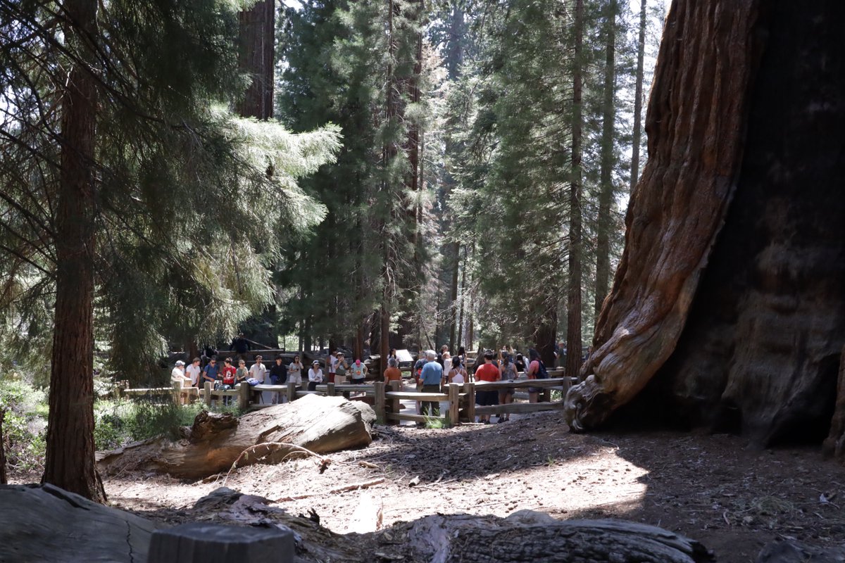 SequoiaKingsNPS's tweet photo. Happy Birthday to America's Second National Park!

On September 25th, 1890, President Benjamin Harrison signed legislation establishing the second national park in America – Sequoia National Park. Created to protect giant sequoia trees from logging, this national park was the first formed specifically to protect a living organism.

Sequoia trees are an icon of resilience and community, bringing visitors together from across the world to marvel at their size, age, and beauty. 

NPS photos