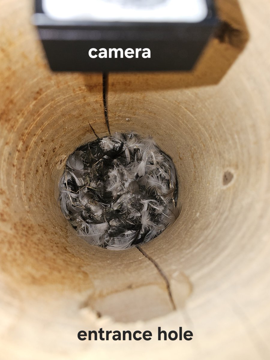 MarkSmyth1960's tweet photo. Some measurements for the vertical log I put up for swifts
Internal diameter
14cm 5.5 inches
Drop to the nest
28cm 11 inches
Entrance
40mm 1.5 inches
#apusapus #commonswift #actionforswifts #swiftconservation #saveourswifts #swiftconservationireland #northernirelandswifts https://t.co/vX0DDXRgqY