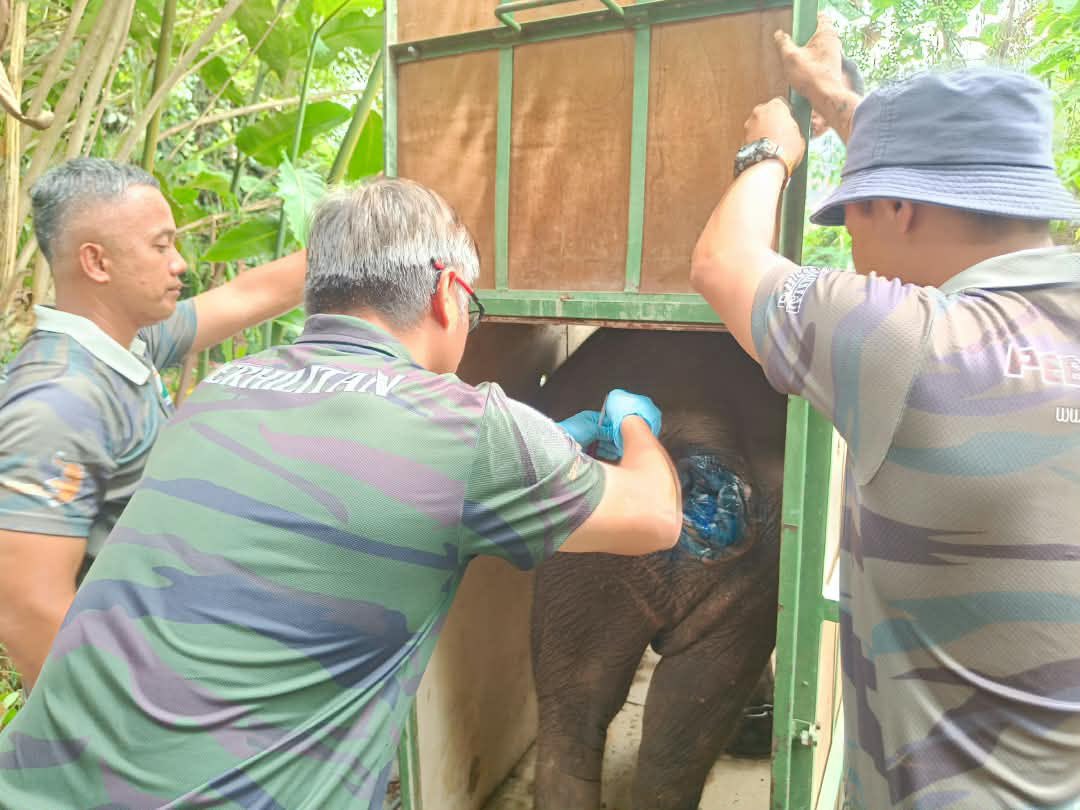 PERHILITAN's tweet photo. 🐘🤎 SELAMAT DATANG, JELITA

Anak gajah liar betina berusia kira-kira 4–5 tahun, yang dinamakan “Jelita”, telah berjaya diselamatkan oleh PERHILITAN yang diwakili oleh PERHILITAN Kelantan dan PKGK Kuala Gandah selepas ditemui dalam keadaan cedera di Jeli, Kelantan. https://t.co/063xJlHCDm