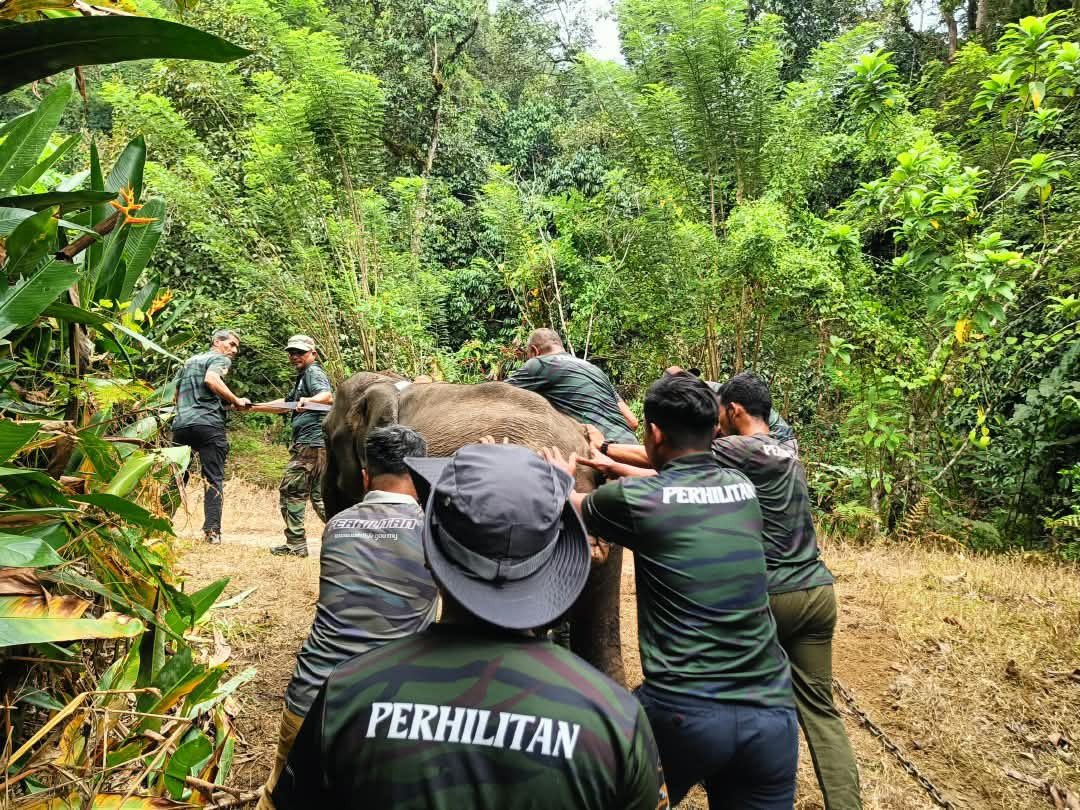 PERHILITAN's tweet photo. 🐘🤎 SELAMAT DATANG, JELITA

Anak gajah liar betina berusia kira-kira 4–5 tahun, yang dinamakan “Jelita”, telah berjaya diselamatkan oleh PERHILITAN yang diwakili oleh PERHILITAN Kelantan dan PKGK Kuala Gandah selepas ditemui dalam keadaan cedera di Jeli, Kelantan. https://t.co/063xJlHCDm