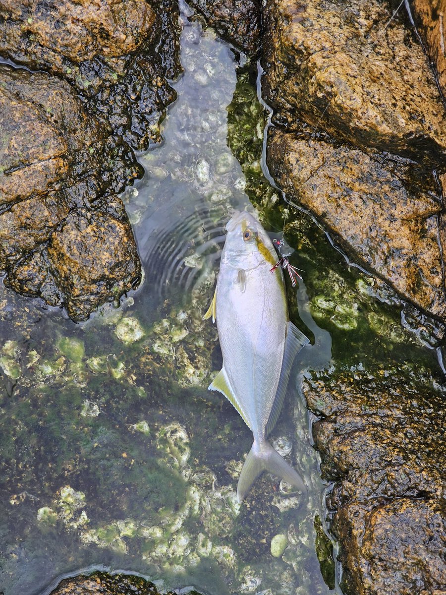 pompom_fire24's tweet photo. 魚釣れた！ https://t.co/9lKGvltrz6