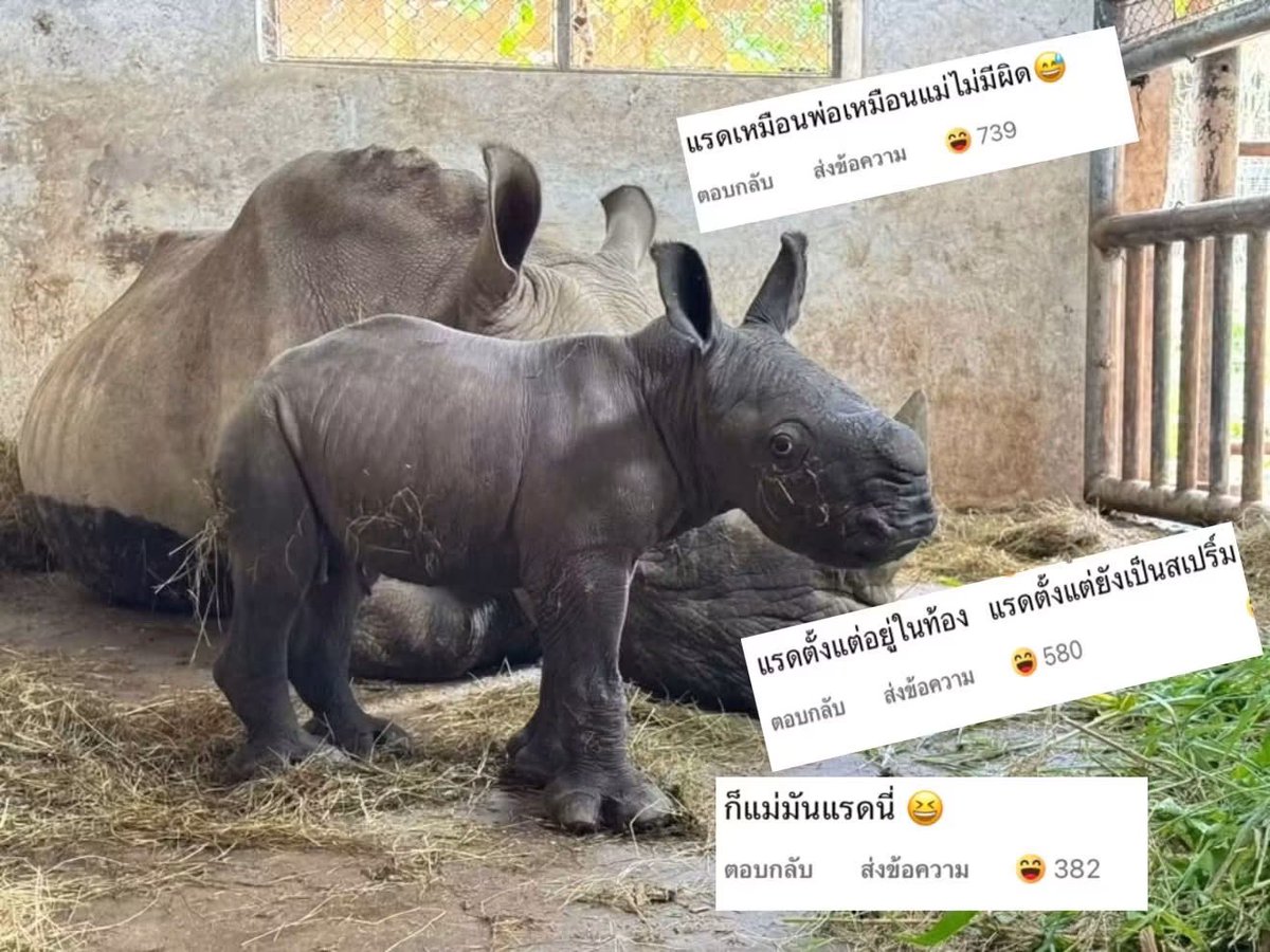 and_khamoo's tweet photo. กลุ่มชาวเนตรุมบลูลี่เด็กเกิดใหม่ 
อาทิเช่น แรดเหมือนแม่มัน,แรดตั้งแต่เป็นสเปริ์ม,ก็พ่อแม่มันแรด ด้านเด็กเกิดใหม่สวนว่า เกิดมาแรดเเล้วผิดตรงไหน #hippo #PygmyHippo #ขาหมูแอนด์เดอะแก๊ง #หมูเด้งเด้งกี่โมง #Moodeng #พี่ขาหมู #สวนสัตว์เปิดเขาเขียว https://t.co/hDuKyBYQfZ