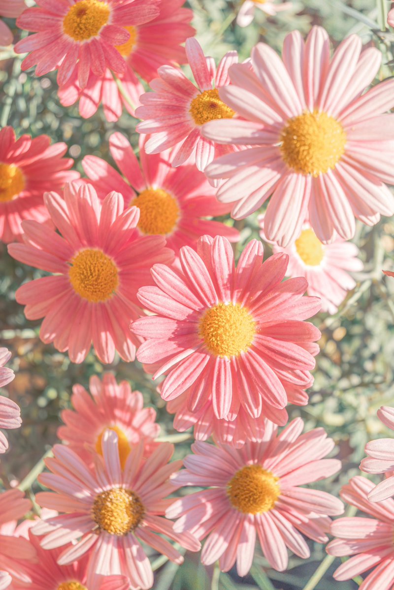 Noah_photobook's tweet photo. お花に癒されたい人に届きますように。 https://t.co/BuevfvRT6j