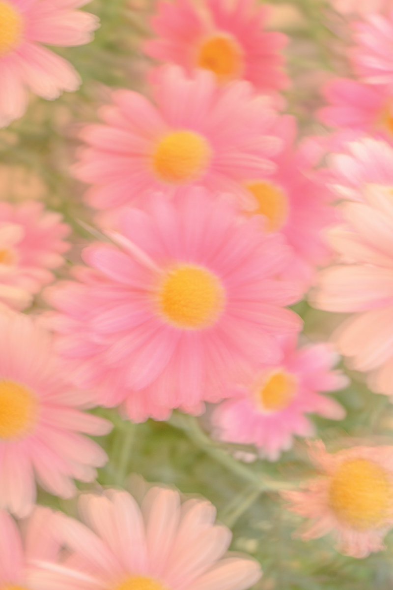 Noah_photobook's tweet photo. お花に癒されたい人に届きますように。 https://t.co/BuevfvRT6j