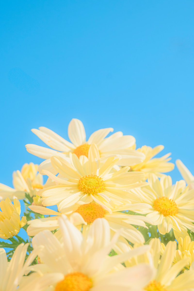 Noah_photobook's tweet photo. お花に癒されたい人に届きますように。 https://t.co/BuevfvRT6j