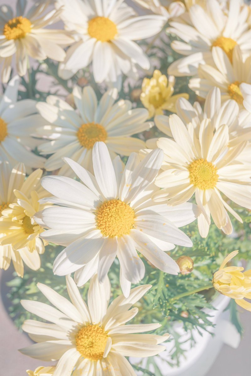 Noah_photobook's tweet photo. お花に癒されたい人に届きますように。 https://t.co/BuevfvRT6j