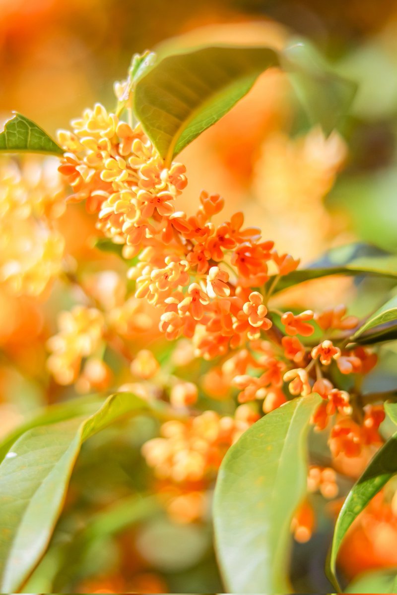 Sorani___Ao's tweet photo. 何色の花が好き？ https://t.co/Tn5ZsXQ3nB