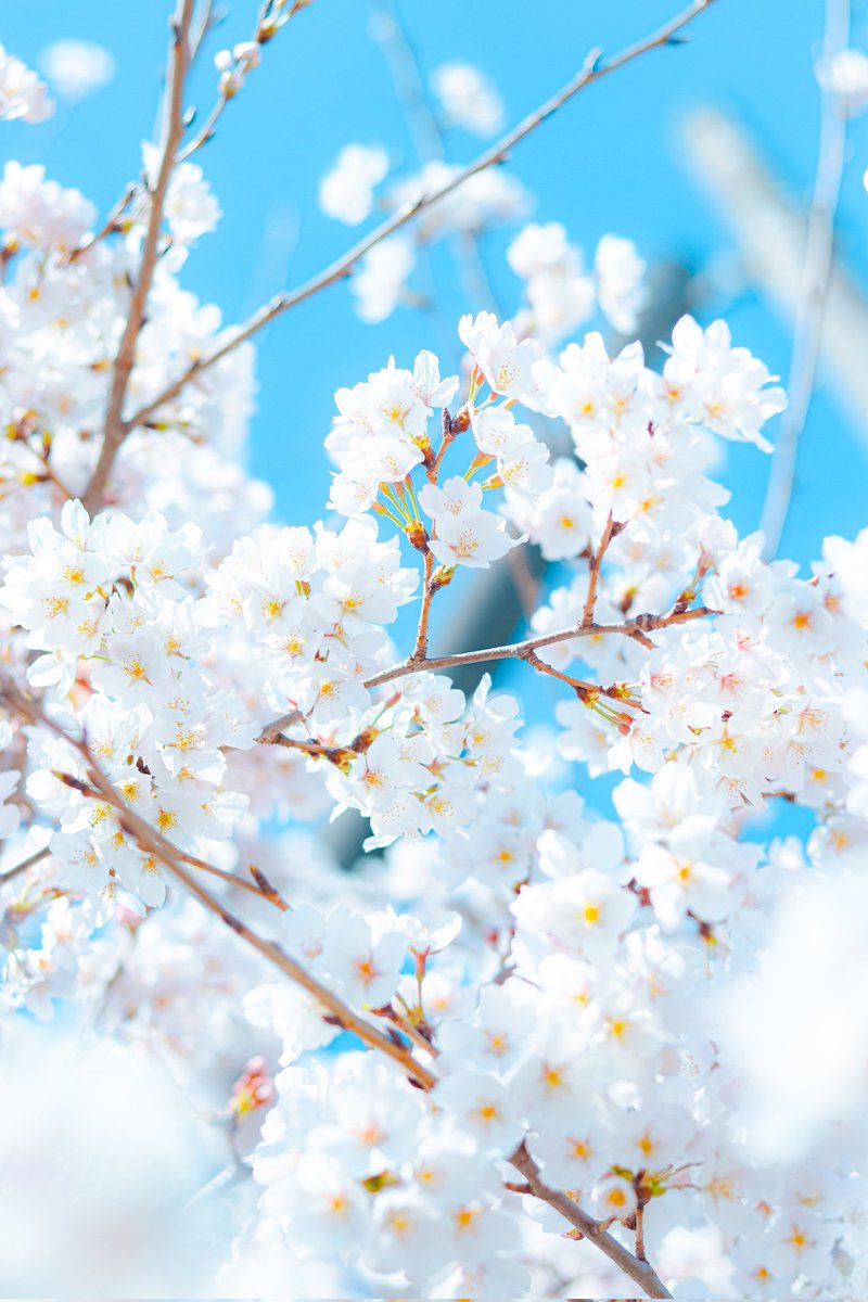 Sorani___Ao's tweet photo. 何色の花が好き？ https://t.co/Tn5ZsXQ3nB
