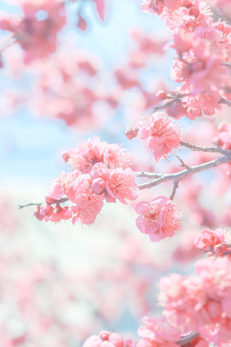Sorani___Ao's tweet photo. 何色の花が好き？ https://t.co/Tn5ZsXQ3nB
