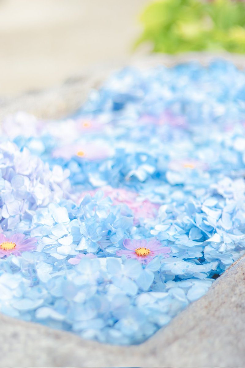 Sorani___Ao's tweet photo. 何色の花が好き？ https://t.co/Tn5ZsXQ3nB
