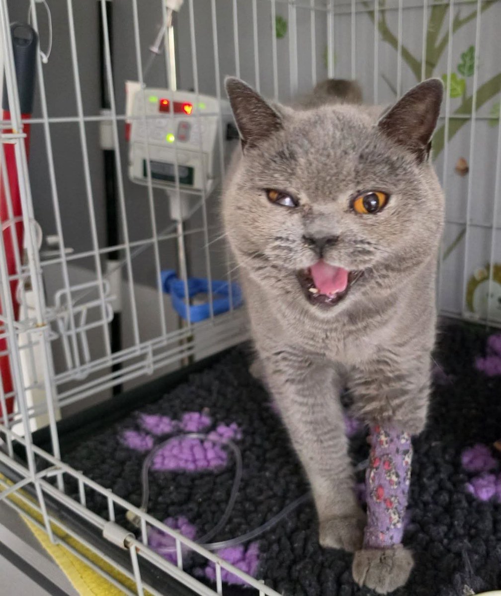 BCWRkittens's tweet photo. At Bradford Cat Watch Rescue and Sanctuary we are disheartened to see the recent rise in negativity directed toward the veterinary community. Having worked alongside many of these professionals for over  20 years, we can attest that the vast majority( not all) are driven by a profound love for animals, not financial gain.

The teams on the front lines—vets, nurses, and receptionists —care deeply for every patient that walks through their doors. It is important to remember that they are often working within systemic constraints beyond their control. 

Let’s not forget the incredible sacrifices these teams made during the pandemic: working in full PPE, consulting in the rain and snow, and staying at their practices to ensure our animals were never without care. 

They are the backbone of animal welfare. We ask our community to remember that we are all on the same team, working toward the same goal: healthy, happy pets. Let’s trade criticism for compassion.

Thankyou Northcote Veterinary Surgery  for being part of the heart of BCWR 
and for sharing the values of 
Compassion
Pride
Respect
That keep the heart of Bradford Cat Watch Rescue and Sanctuary beating every day.