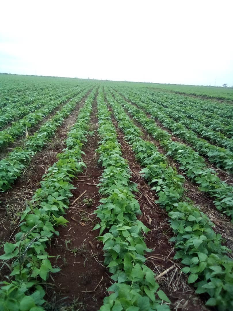 damarysmp94's tweet photo. Áreas de semillas de arroz y frijol del municipio de Jovellanos
@CarlosLuisNara4 @Matanzas_Minag
#AgriculturaMatanzas
#Semillas https://t.co/E6rBTpxkwk