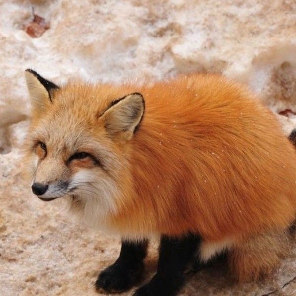 TheFoxLife's tweet photo. This fox looks like it knows a secret 🦊 https://t.co/8c3gSVwtk6