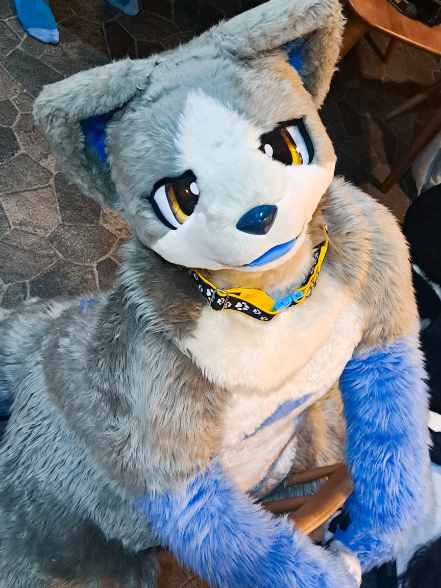 zang_VZR's tweet photo. #いぬかのなにか
#FursuitFriday https://t.co/jAnXcjm9yg