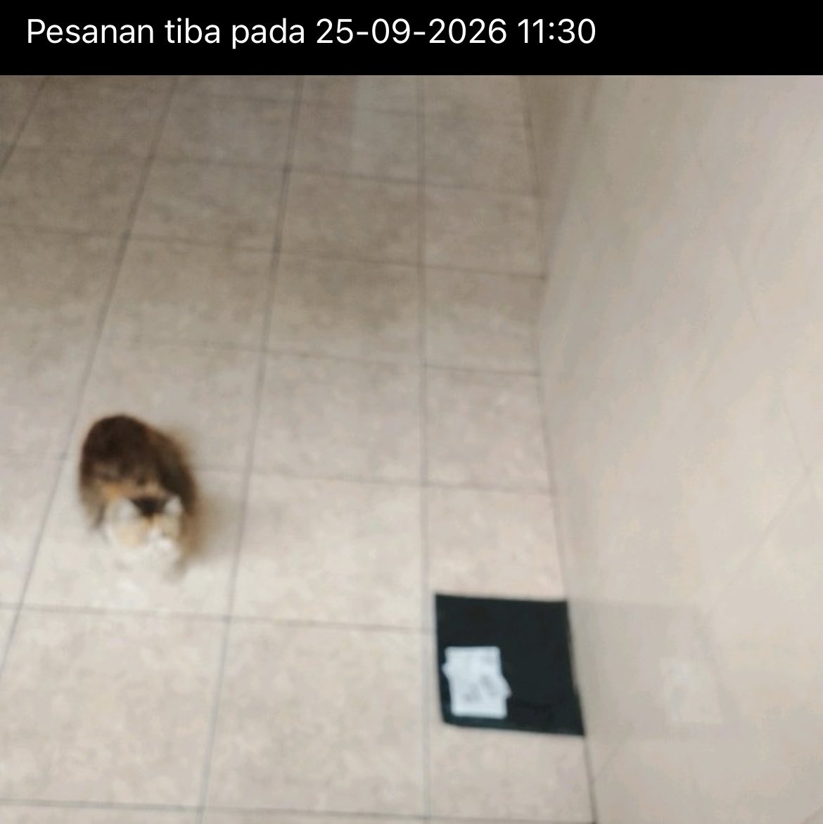 anythingaonn's tweet photo. lucu bgt paketku sampai terus dikasih keterangan telah di terima kucing, pas buka fotonya TERNYATAAAAA ADA PENAMPAKAN😭😭 https://t.co/qg15uWJO4B