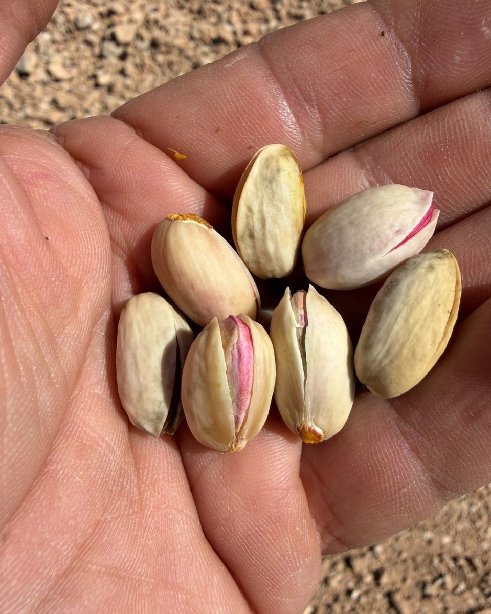 YaraIberian's tweet photo. 🤲🏽 Del árbol a tus manos, trabajando cada día para cosechar los mejores pistachos.

💫 La clave: 𝐚𝐩𝐥𝐢𝐜𝐚𝐫 𝐘𝐚𝐫𝐚𝐀𝐦𝐩𝐥𝐢𝐱™ 𝐎𝐏𝐓𝐈𝐕𝐈 𝐝𝐮𝐫𝐚𝐧𝐭𝐞 𝐞𝐥 𝐥𝐥𝐞𝐧𝐚𝐝𝐨 𝐝𝐞𝐥 𝐟𝐫𝐮𝐭𝐨*.

📸 José Bellver.

*Así lo confirma un cliente de Villarrobledo. Y no seremos nosotros quienes pongamos en duda su experiencia.

@yara @YaraEurope

#bioestimulantes_y_foliares
