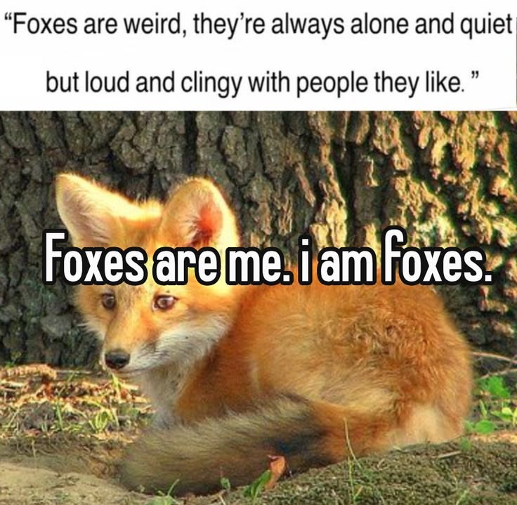 TheFoxLife's tweet photo. Quiet until my favorite person shows up 🦊 https://t.co/1DWOpiMUJ0