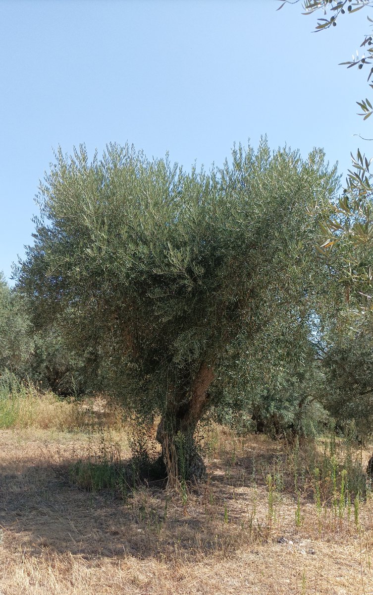 QLusitania's tweet photo. Aproxima-se a colheita da azeitona para a obtenção do nosso sumo de azeitona, o azeite que tantos apreciamos. #AzeiteCasalSilva #evoo
Interessados no Mundo do Azeite, cultura, ...começamos a divulgar em https://t.co/l6Fb9rAB5w
#FelizSextaFeira https://t.co/CivjPizswy