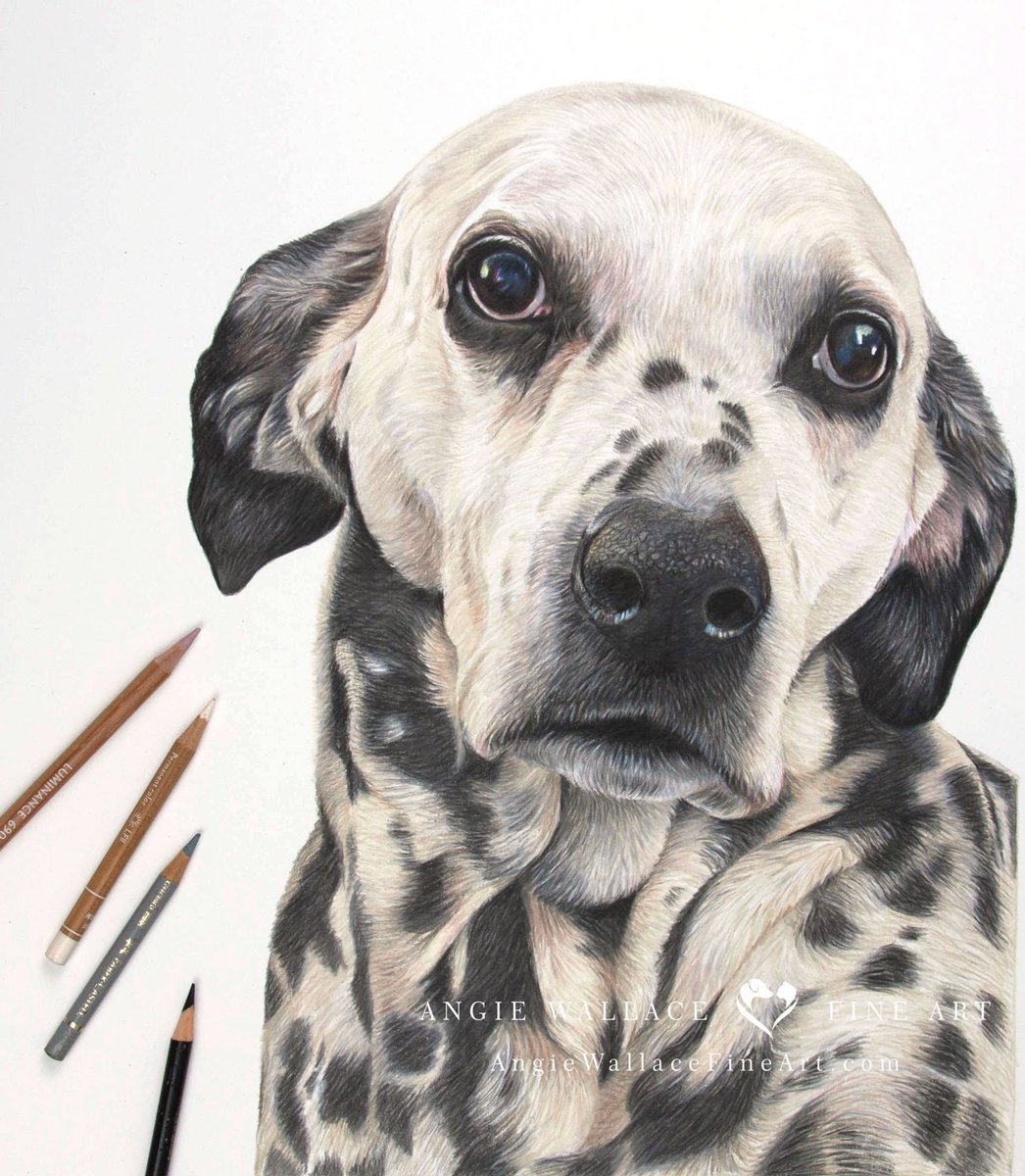AngieWFineArt's tweet photo. I'm currently working on a secret double portrait commission, which I'll share soon.
In the meantime here's beautiful Sally the Dalmatian who I drew back in 2022.
https://t.co/pSrzuD1hk9
#dalmatian #dogportrait #PetPortrait #petportraitartist #colouredpencils #coloredpencil https://t.co/3moe3eekbz