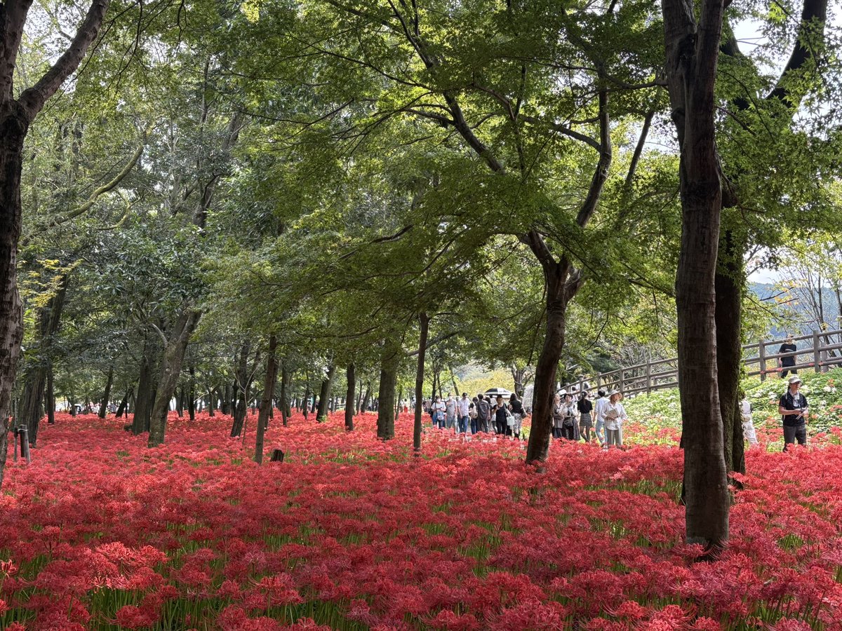 suishinan's tweet photo. 彼岸花の紅が、
この世とあの世の境を染める。

その境に佇む、ふたりの兎。
寄り添いながら、
静かに彼岸の向こうを見つめている。

誰かを待っているのか。
それとも――
帰ってきた誰かを、迎えているのか。

秋の風が、彼岸をそっと撫でてゆく🍂🍁🌕🐇 https://t.co/q0yAvSMEhw