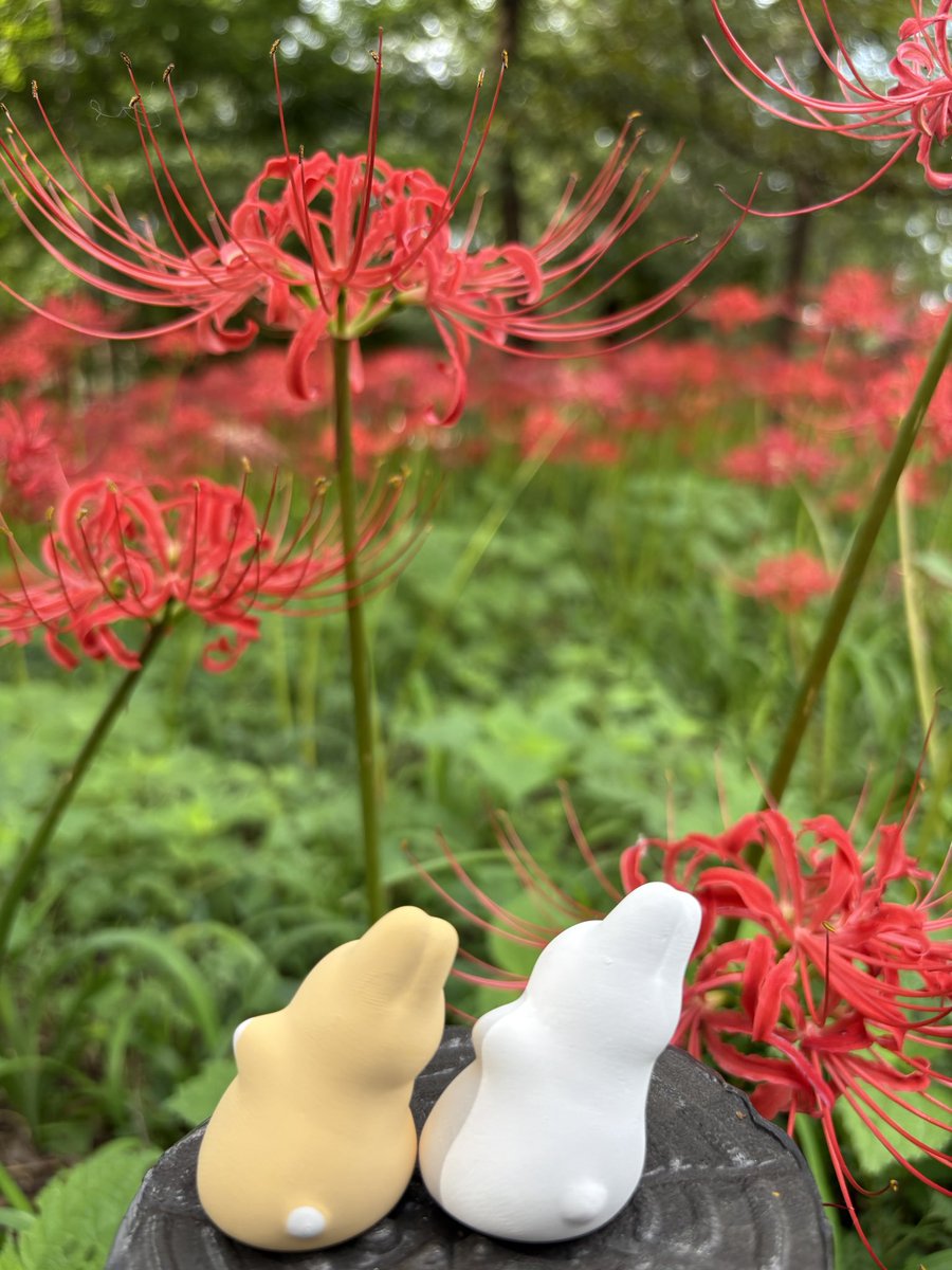 suishinan's tweet photo. 彼岸花の紅が、
この世とあの世の境を染める。

その境に佇む、ふたりの兎。
寄り添いながら、
静かに彼岸の向こうを見つめている。

誰かを待っているのか。
それとも――
帰ってきた誰かを、迎えているのか。

秋の風が、彼岸をそっと撫でてゆく🍂🍁🌕🐇 https://t.co/q0yAvSMEhw