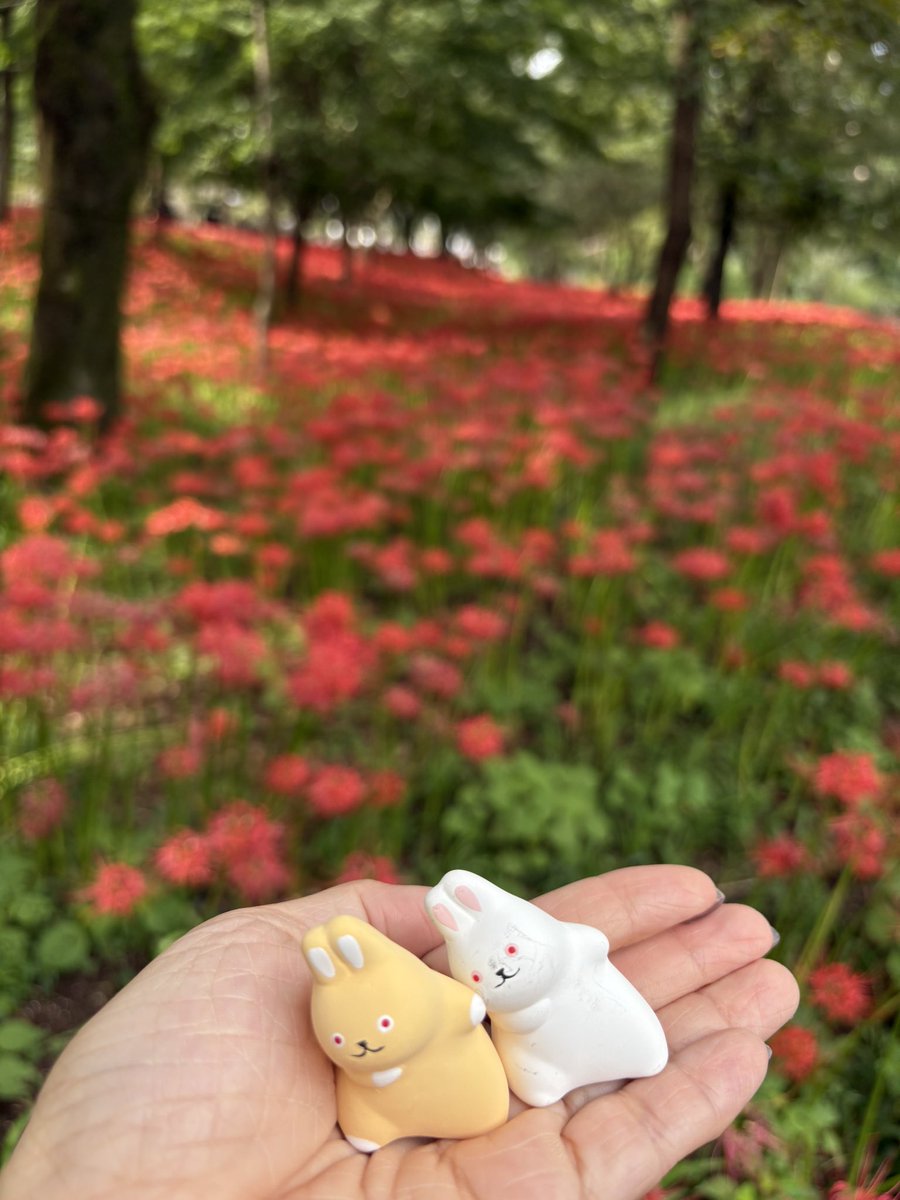 suishinan's tweet photo. 彼岸花の紅が、
この世とあの世の境を染める。

その境に佇む、ふたりの兎。
寄り添いながら、
静かに彼岸の向こうを見つめている。

誰かを待っているのか。
それとも――
帰ってきた誰かを、迎えているのか。

秋の風が、彼岸をそっと撫でてゆく🍂🍁🌕🐇 https://t.co/q0yAvSMEhw