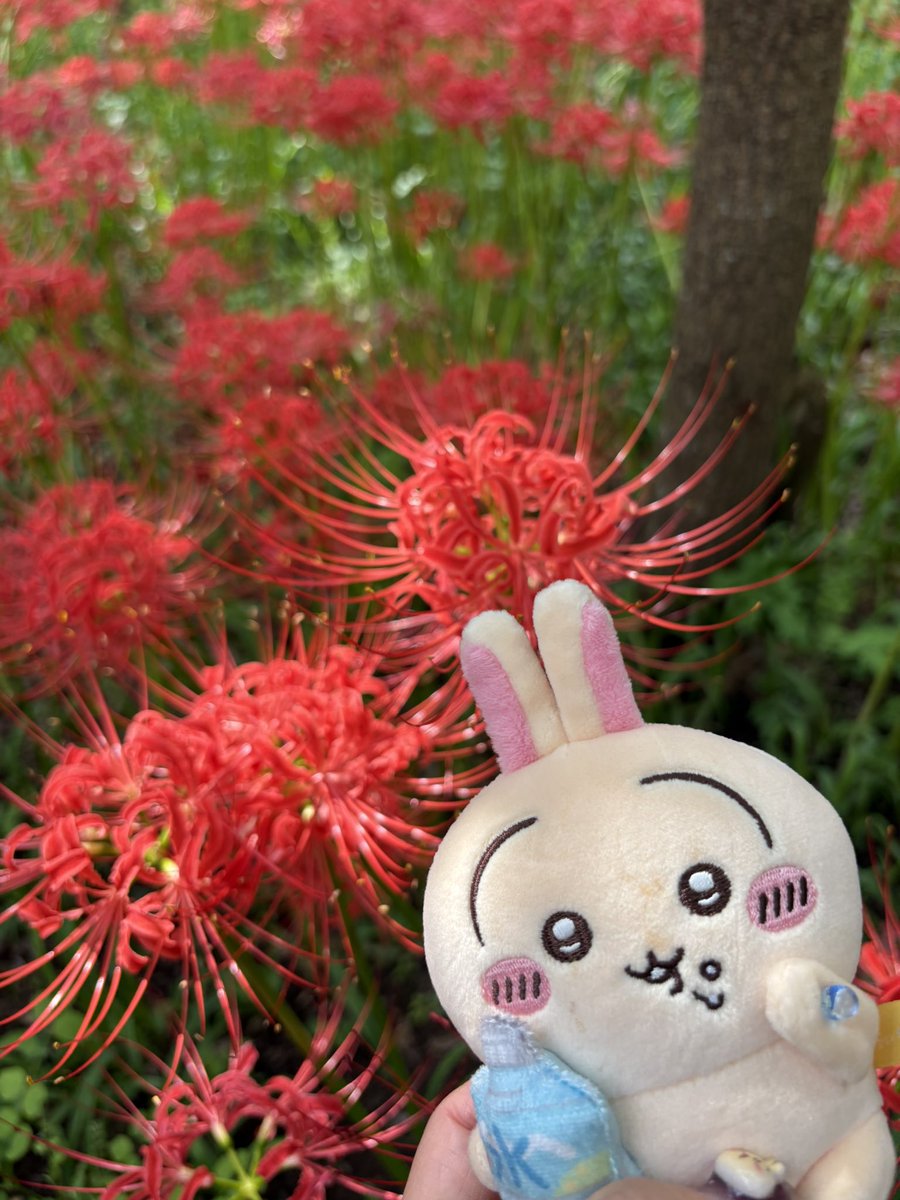 suishinan's tweet photo. 彼岸花の紅が、
この世とあの世の境を染める。

その境に佇む、ふたりの兎。
寄り添いながら、
静かに彼岸の向こうを見つめている。

誰かを待っているのか。
それとも――
帰ってきた誰かを、迎えているのか。

秋の風が、彼岸をそっと撫でてゆく🍂🍁🌕🐇 https://t.co/q0yAvSMEhw