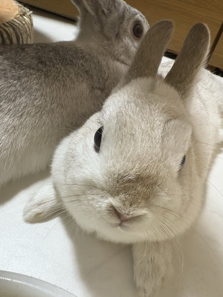usanikki1's tweet photo. いっぱい食べていっぱい寝るよ🐰 https://t.co/fTwnS0H1pT