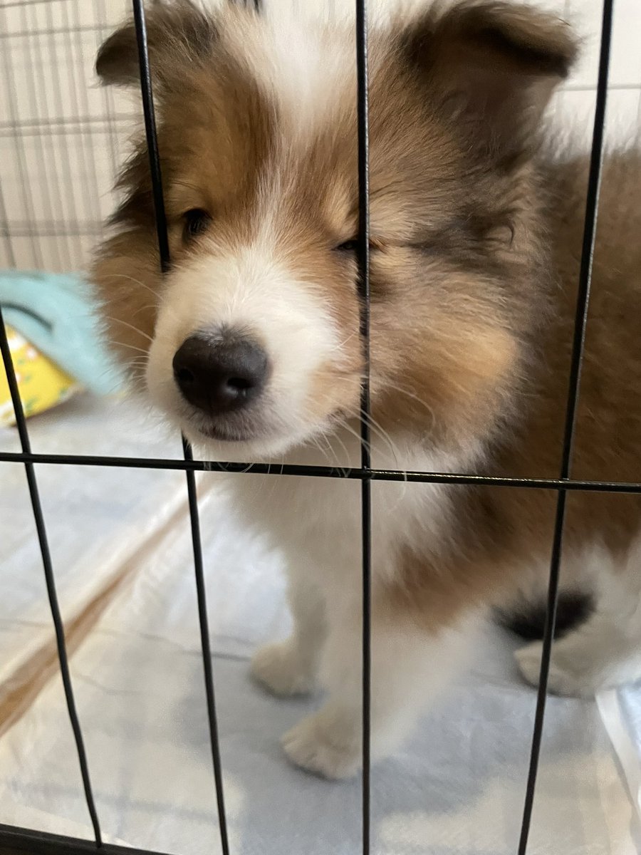 OsuSheltie's tweet photo. ハァハァ…2ヶ月… https://t.co/kV9STy0nrs