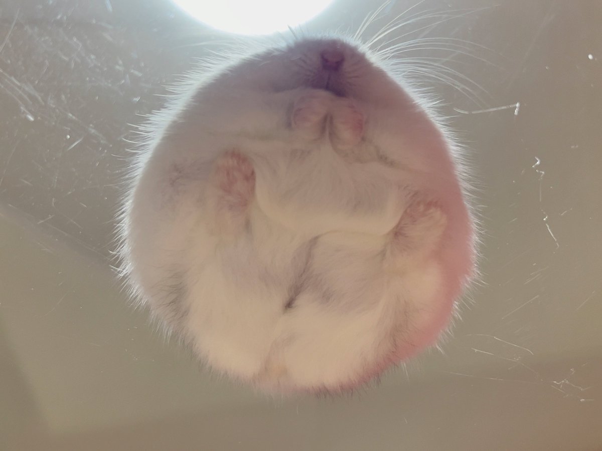 toro303606's tweet photo. 中秋の名月
ハムーン🌕🐹

#中秋の名月 #ハムスター https://t.co/Q0qV4MkCzU