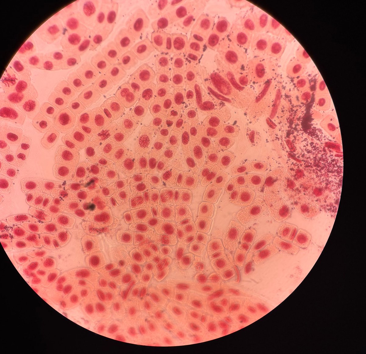 genyo_pts's tweet photo. 🔬¿Quieres saber qué es lo que se ve detrás de la raíz de una cebolla?👩🏻‍🔬 https://t.co/A4j68XaWrF