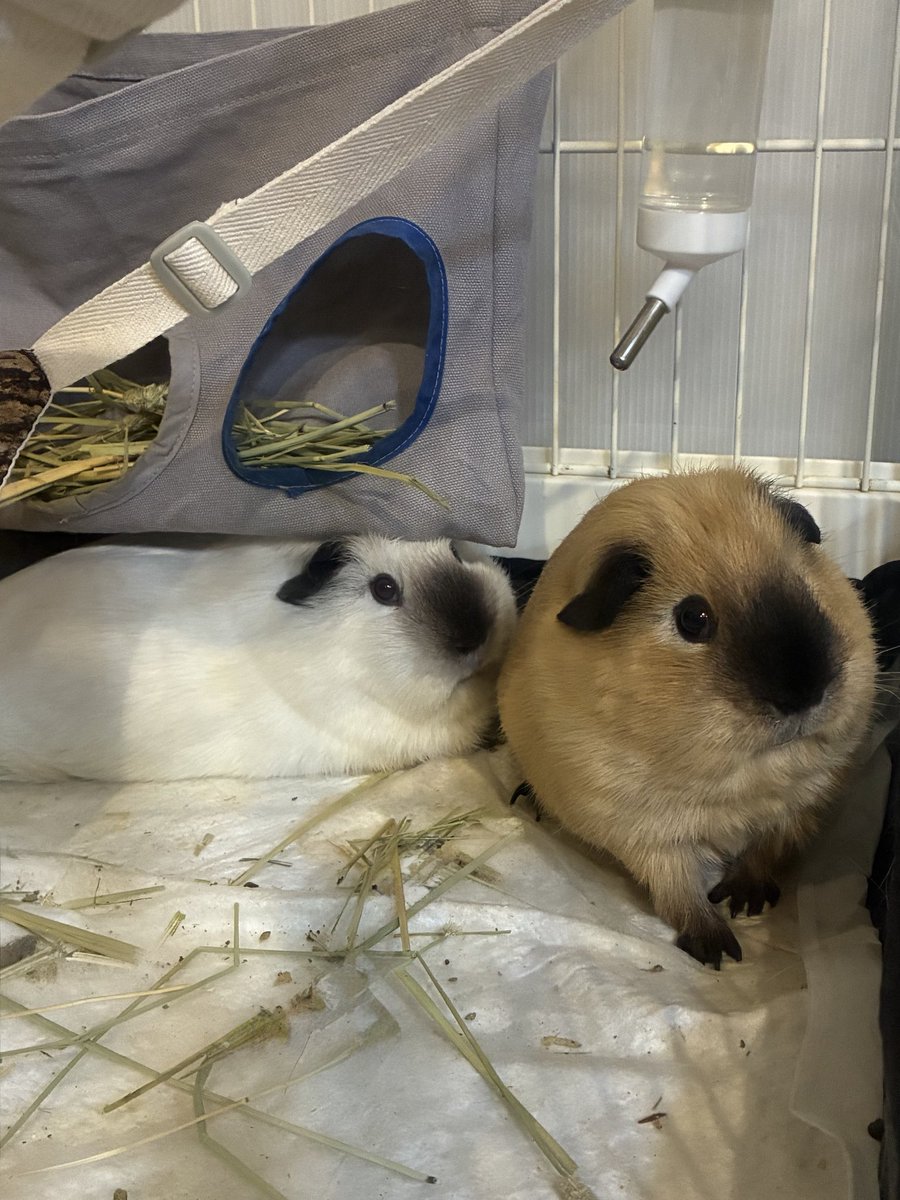 furu_moru's tweet photo. 今朝おはよーの大福きなこ☀️
#モルモット
#guineapig
#기니피그 https://t.co/EopI7wFxqN