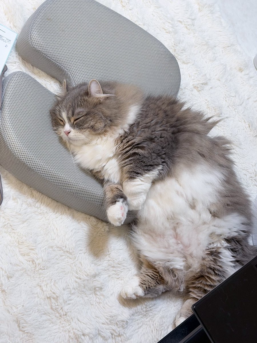 shishamo_nanoda's tweet photo. 腰痛防止のために買ったクッション
猫の睡眠の質を上げる物になってしまった https://t.co/FPNzlENtAS