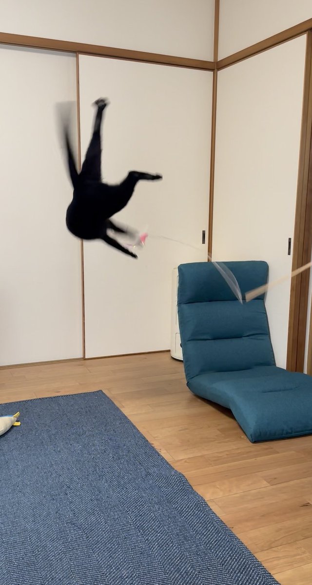hachiandkuro's tweet photo. 今日もだいぶ元気 https://t.co/yrmlQ8w39z