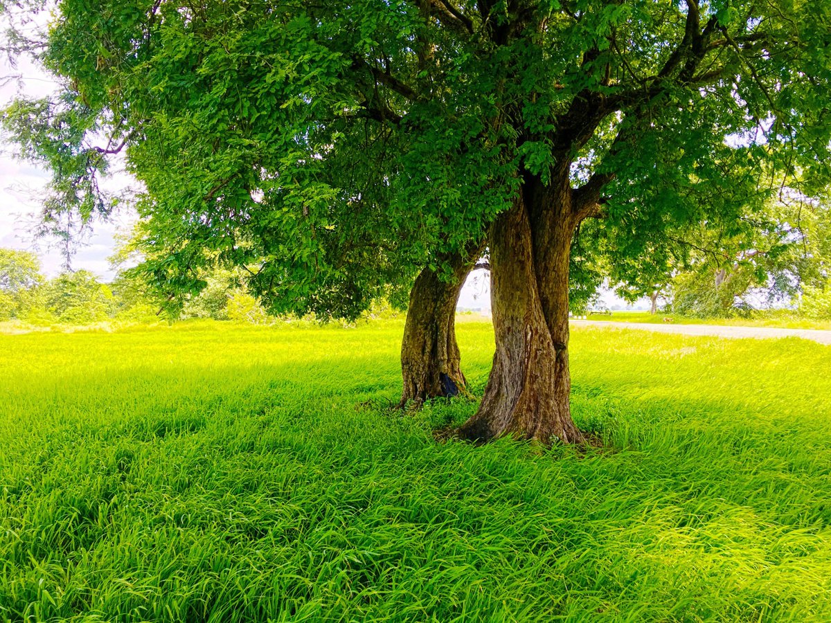 QuietAlienxk's tweet photo. A lone tree slides by clean and plain. no two ways about it. 🌿🌱. The world keeps turning, and so do we. https://t.co/Y1tf338id1