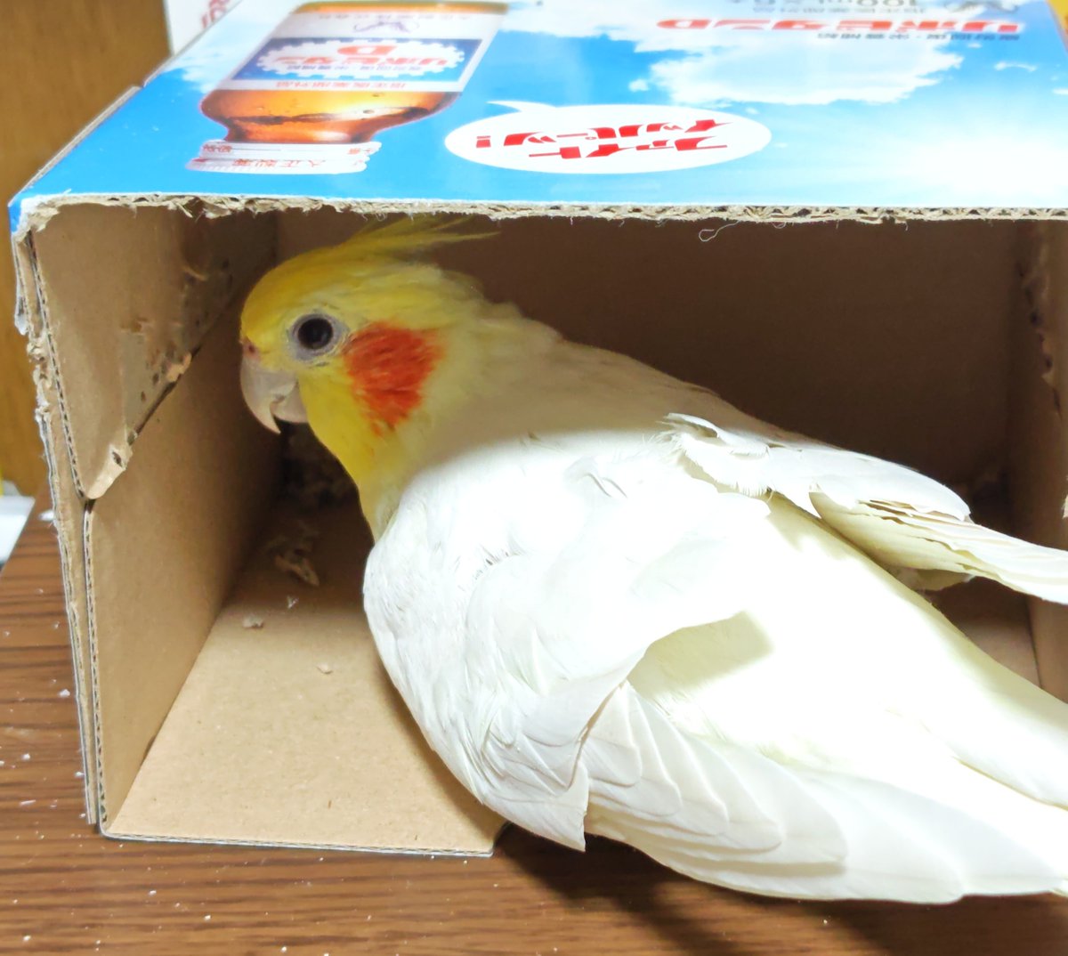 03katix's tweet photo. 新しいリポビタンDの箱だ！
#オカメインコ https://t.co/Kvn5dj9S56