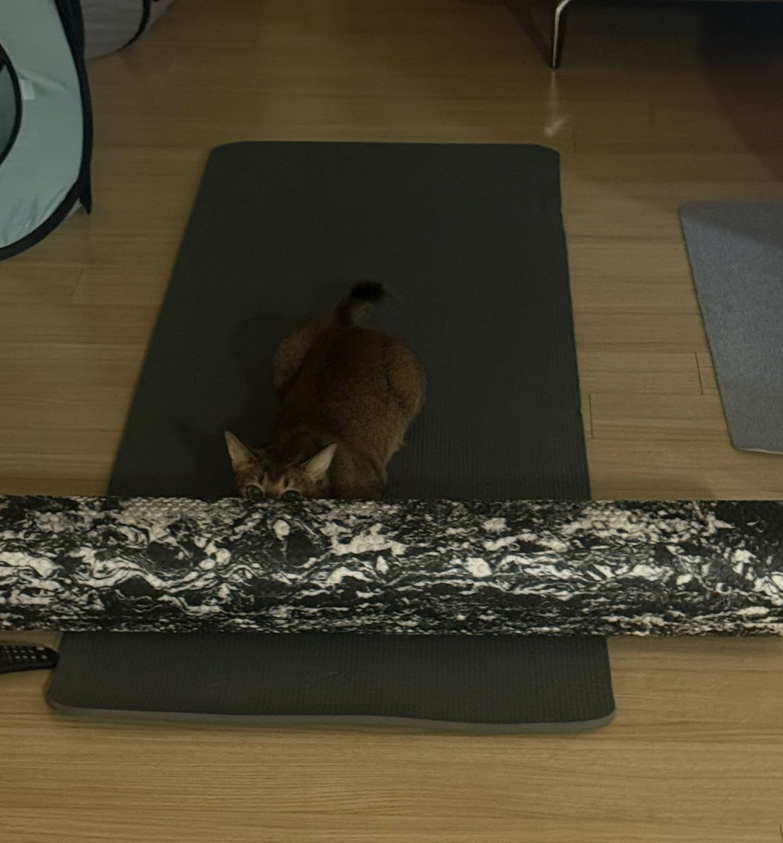 bnkim_7010's tweet photo. 폼롤러 뒤에 매복 중인 사냥꾼 🎯🐱
Ambush predator spotted behind the foam roller 🎯🐱 https://t.co/xynFHqRsPF