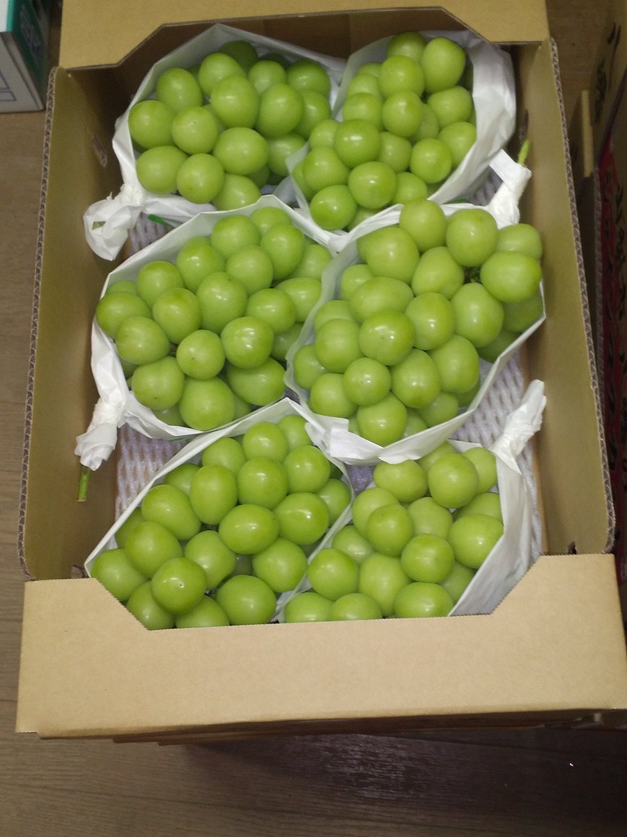 KCbU2bpD1G6W7gy's tweet photo. 🍇たぬき農園直売所通信🍇
明日9/26の
フライングお得情報🍇😱
🍇その１🍇 
訳あり５キロ箱
🍇その２🍇
気まぐれ詰め放題
🍇その３🍇
超贈答品５キロ箱
🍇各数量限定ビックリ価格にて販売します<(_ _)>
左から、贈答品比較、超贈答品、訳あり品 https://t.co/LlgDLclJE0