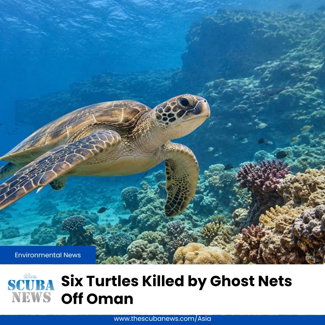 TheScubaNewsAS's tweet photo. Six sea turtles have died in ghost nets off Oman, with divers subsequently removing 1.4km of abandoned fishing gear from the reef near Bimmah Beach.
The nets had become heavily wrapped around coral structures. 

🤿 👉  https://t.co/uCCxbpGIFb https://t.co/3RRggjhn9C